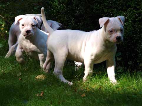 Darkenwald american bulldog pup